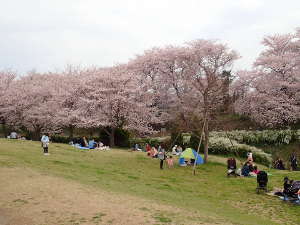 鳩川園内側の上流側の画像08