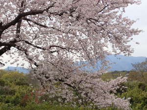 桜と大山の画像29