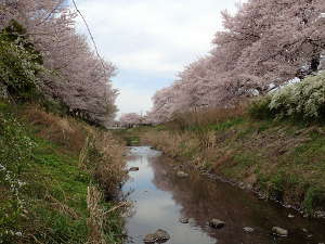 桜と鳩川の画像31
