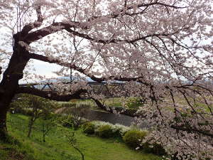 桜の間から大山を見るの画像32