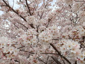 満開の桜の画像33