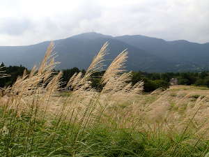 山とススキの光景の画像02