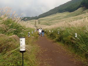 遊歩道両脇の灯篭の画像11