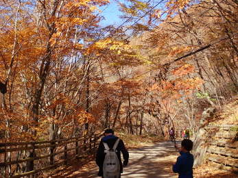 ④紅葉の林道を歩くの画像06