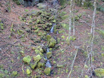 所々に沢と苔が見れるの画像29