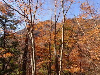 山林の紅葉の画像30