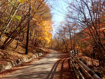 紅葉に囲まれ渓谷入口へ戻るの画像39