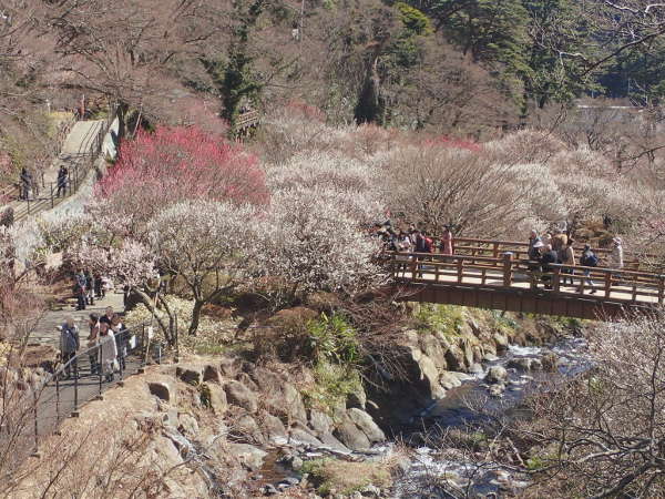 熱海梅園の画像01