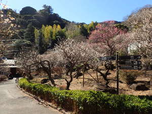 ④中央広場の下（正面入口側）の梅の画像08