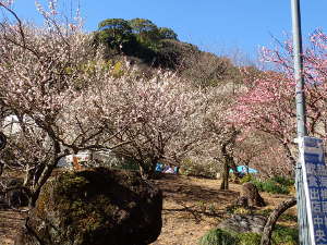 ⑤中央広場と通路間の梅の画像09