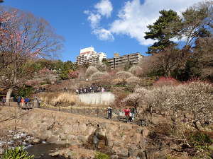 ⑩韓国庭園下エリアの梅の画像16