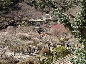 ⑪香浮（こうふ）付近の梅の画像17