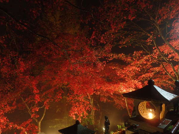 ライトアップされた大山寺の紅葉トンネル（2016/11/27）の画像01