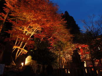 ライトアップ時の大山阿夫利神社下社石段の画像17