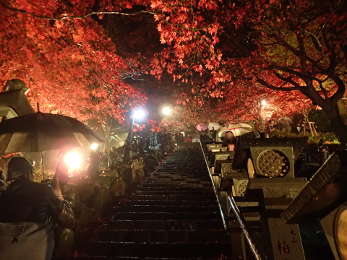 下から見た大山寺参道の紅葉の画像21