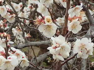 多くの花を咲かせる白梅の画像07