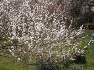 咲き誇る白梅の画像15