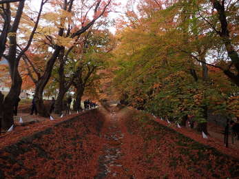 橋から見た「もみじ回廊」の画像07