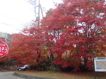 西側の久保田一竹見術館前のもみじの画像10