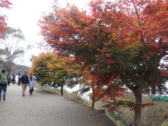 河口湖遊歩道入口の紅葉の画像12