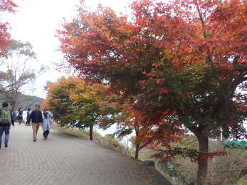 河口湖遊歩道入口の画像12