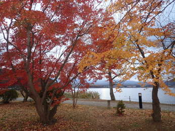 河口湖湖畔のもみじの画像15