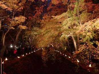 橋の上からの夜の「もみじ回廊」の画像23