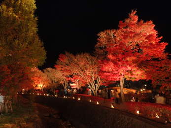 暗闇に紅色が浮かび上がるの画像27