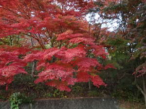 和田峠の紅葉の画像40