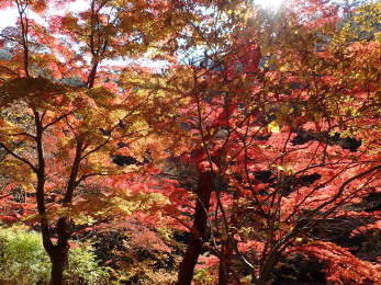 赤い鮮やかな紅葉の画像23