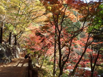 遊歩道を飾る紅葉と黄葉の画像24