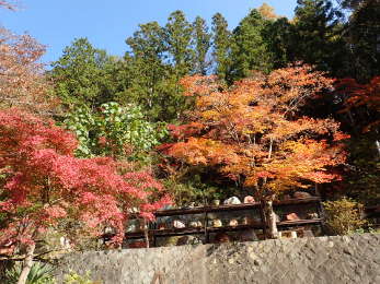 紅葉・黄葉・緑葉の調和の画像31