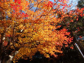 紅葉・黄葉が混ざる絶妙なモミジの画像32