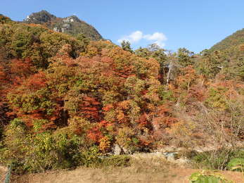 崖の紅葉の画像35