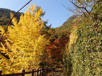 昇仙峡渓谷ホテル入口のイチョウの画像37