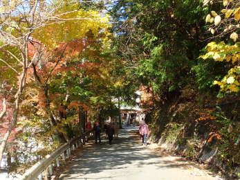 遊歩道の紅葉の画像38