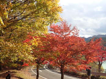 紅葉と黄葉の共演の画像05