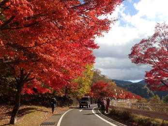 湖畔道の紅葉の画像06