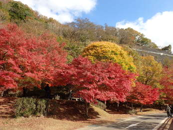 千代の沢園地のベンチの画像08