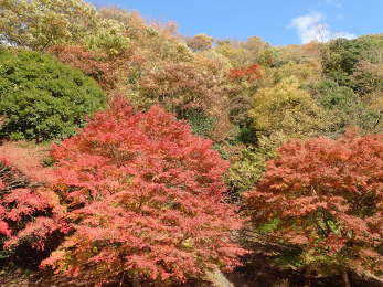 山肌の紅葉の画像09