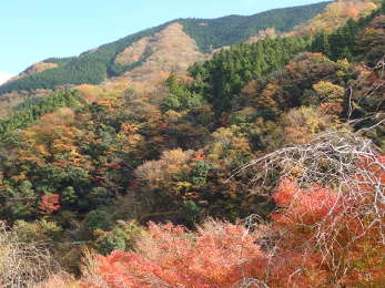 山肌の紅葉の画像14