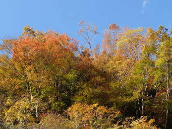 東側北湖畔山肌の紅葉の画像29