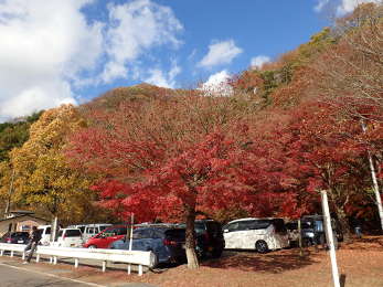 紅葉時の千代の沢園地駐車場の画像34