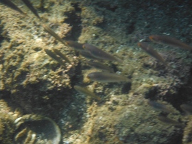 魚の群れが前を泳ぐ！