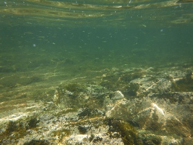 小魚が水面を泳ぐ