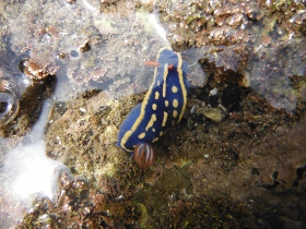 きれいなウミムシも見つかる