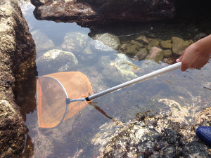 タイドプールの小魚は網が大活躍