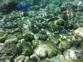 海岸近くでニシキベラが泳ぐ