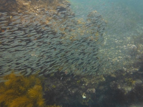 目の前を小魚の群れが通る