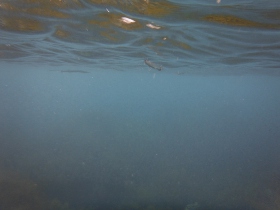 水面に泳ぐオキザヨリ